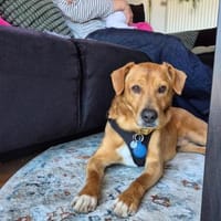 Hachiko, treuer Begleiter, ca. 8 Jahre, Hund zur Adoption