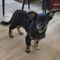 Cezar - Welpe sucht erfahrene Menschen, Hund zur Adoption