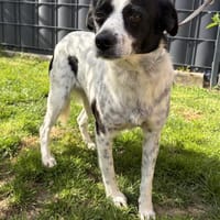 Fröhliche Mila, Hündin zur Adoption