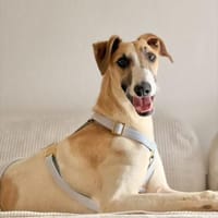 Siggi, zarter Windhund, ca. 8 Monate, Hund zur Adoption