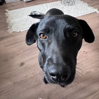 Mr. Néró, schwarzer Schönling, ca. 5 J., Hund zur Adoption