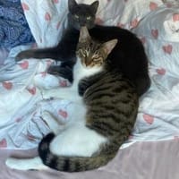 Nanny, verspieltes Herzenspfötchen, 9M, Katze zur Adoption