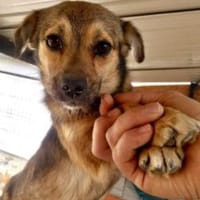 Bounty 28 cm (Pflegestelle), Hündin zur Adoption