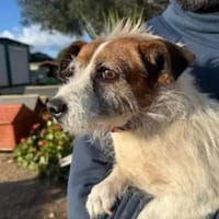 NINO - ab Mai auf PS in Duisburg, Hund zur Adoption