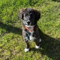 Merle - neugieriges Kuschelmonster, Hündin zur Adoption