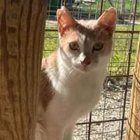 Caffè, roter Wirbelwind, ca. 2 Jahre, Kater zur Adoption