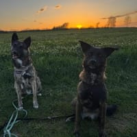 Sissi, stubenreine Hündin, ca. 2 Jahre, Hündin zur Adoption