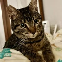 Dunja, kleine Entdeckerin, ca. 8 Monate, Katze zur Adoption