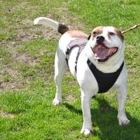 Töfi, lustige Knutschkugel, ca. 3 Jahre, Hund zur Adoption