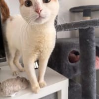 Leni, sanfte Katzenseele, ca. 8 Monate, Katze zur Adoption