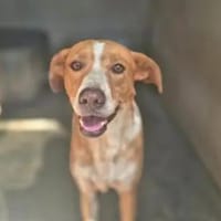 CECIO - ab Mai auf PS in Hamburg, Hund zur Adoption