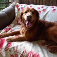 Liebevoller Brownie jetzt in Deutschland, Hund zur Adoption