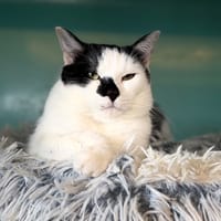 BOUNTY, chat à adopter