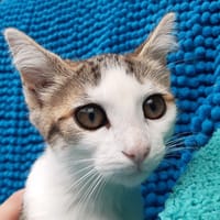 Potiflap, chatte à adopter