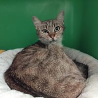 LILAS PAB28721, chatte à adopter
