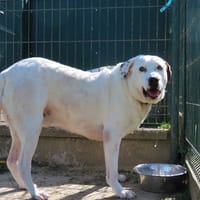 LOKI, chien à adopter