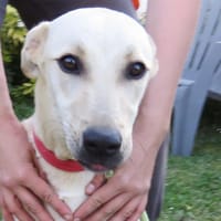 POPCANE, chienne à adopter