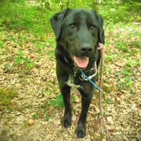 WATSON, chien à adopter