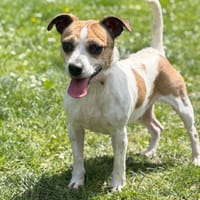 Bebel  CAA15178, chienne à adopter