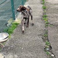 aladin, chien à adopter