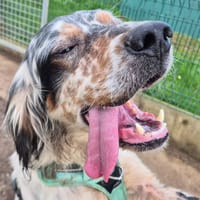 TAKIN QCN, chien à adopter