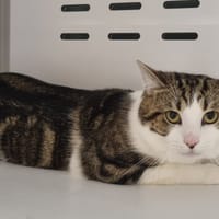 CESAR, chat à adopter