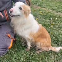 OREL, chienne à adopter