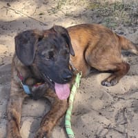 Révéa, chienne à adopter
