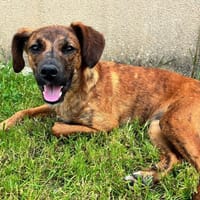Bianka, chienne à adopter