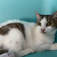 CLEO, chatte à adopter