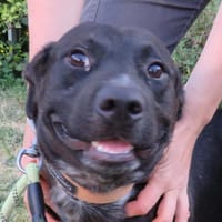 SPEEDOU, chien à adopter