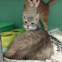 AUTEUIL PAB28713, chat à adopter