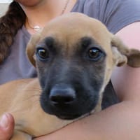 ECLAIR, chien à adopter