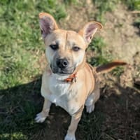 Mabelle, chienne à adopter