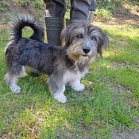 PAKIRA, chienne à adopter