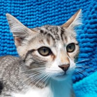 Potifuit, chat à adopter