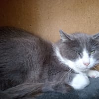 OSCAR PAB28535, chat à adopter