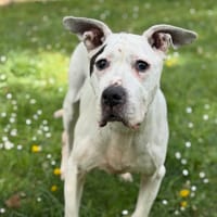 Indira CAA15177, chienne à adopter