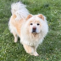 Poutchy CAA15172, chienne à adopter