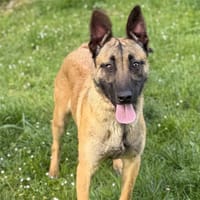 Emmy CAA15175, chienne à adopter