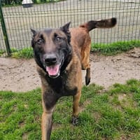 SAKO, chien à adopter