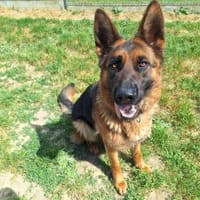 OKIE, chienne à adopter