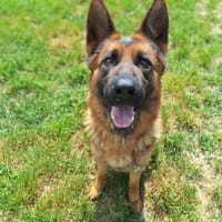 OKIE, chienne à adopter