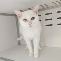 BIANCA, chatte à adopter