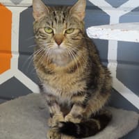 FREYA, chatte à adopter