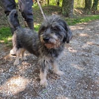 JOLIE, chienne à adopter