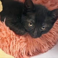 Skar, chat à adopter