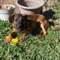 Brooklyn, chien à adopter