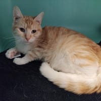 AUBERT PAB28720, chat à adopter