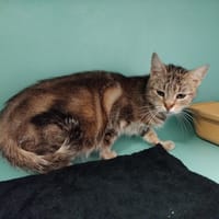 NEUILLY PAB28719, chat à adopter